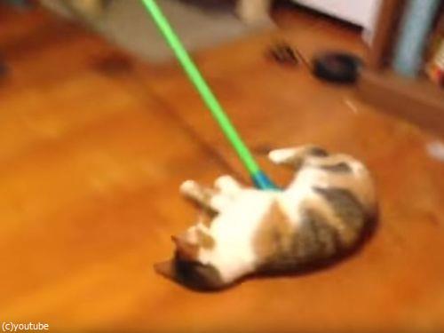 掃かれたい猫02