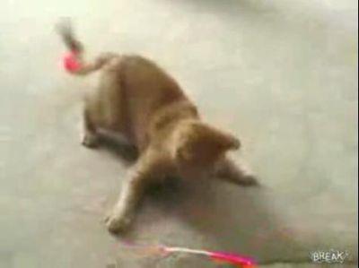 子猫のあまりの反応速度に驚愕してしまう映像