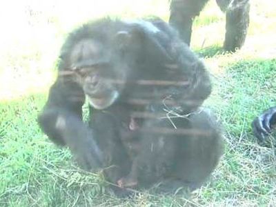 56歳で出産のチンパンジー00