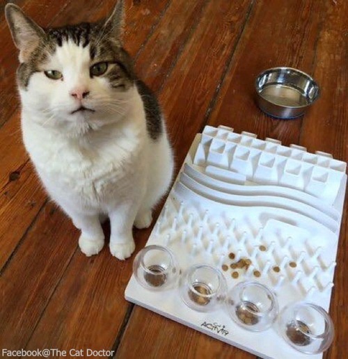 看護猫のスパーキー04