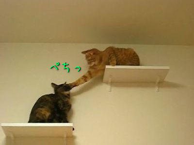 レーザーポインタと2匹の猫