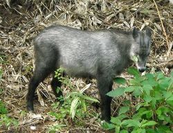 ưʪ�ΰճ�����̩10