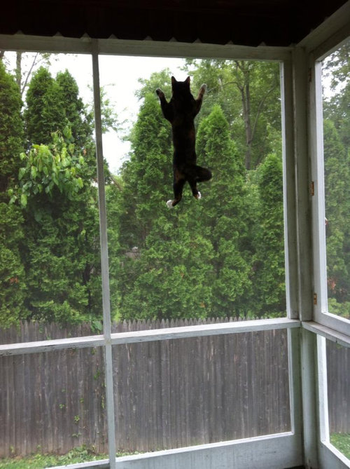 窓の外に鳥がいるときのうちの猫01