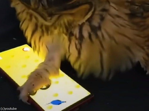 「フクロウがスマホでゲームしてた…」（動画）
