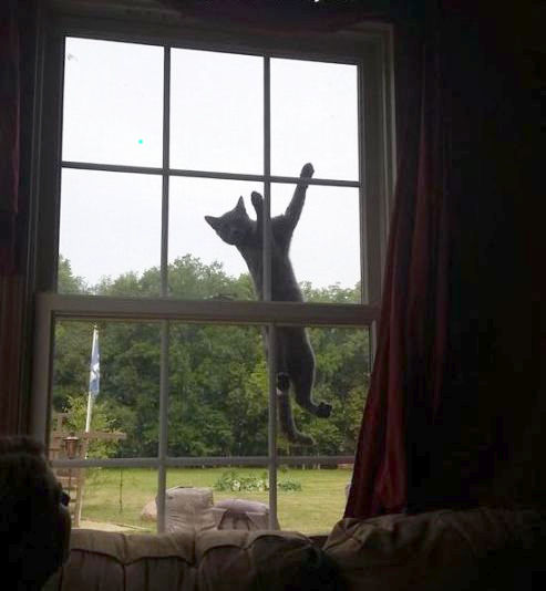 うちの猫じゃない02