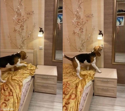 電気を消してくれる犬03