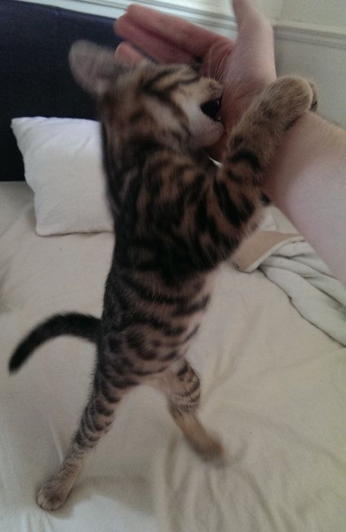 ペットたちが離してくれない12