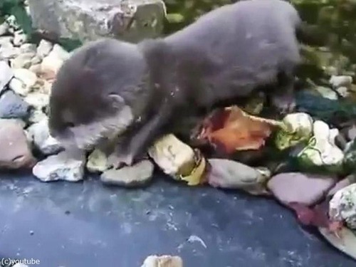 赤ちゃんカワウソと水05