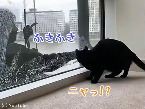 猫の日2019-06