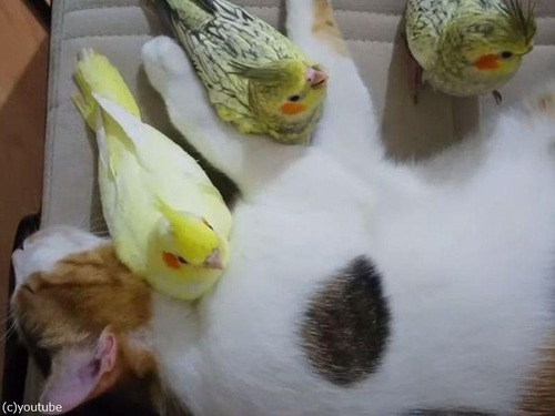 猫と3羽のインコが仲良くお昼寝すると…ひたすらカワイイ！（動画）
