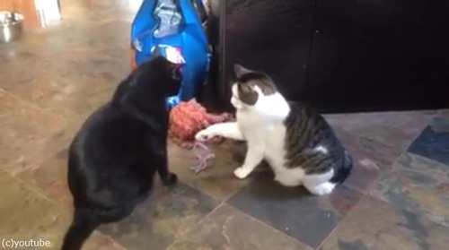 猫パンチしない猫02