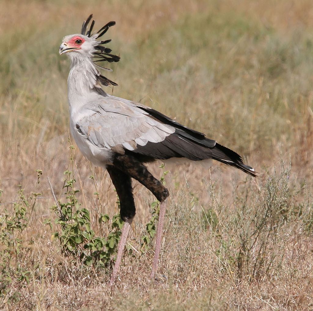 こんなに美しい顔の鳥がいるなんて 敗北感を感じた らばq