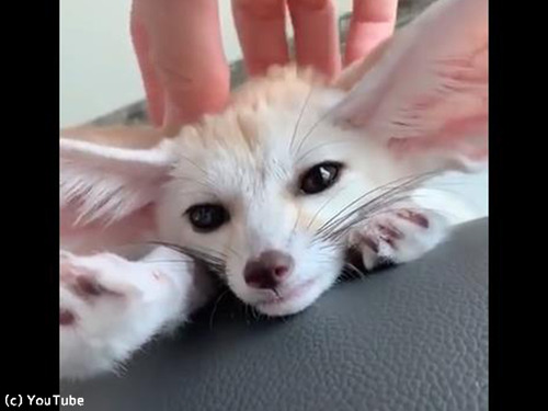 �ե��ͥå��Τ����ޥå�����00