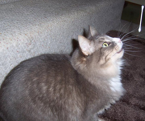 猫の綿棒キャッチ01