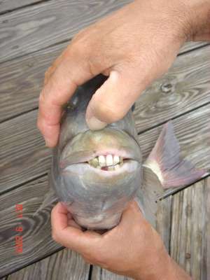 人間のような歯を持つ魚04