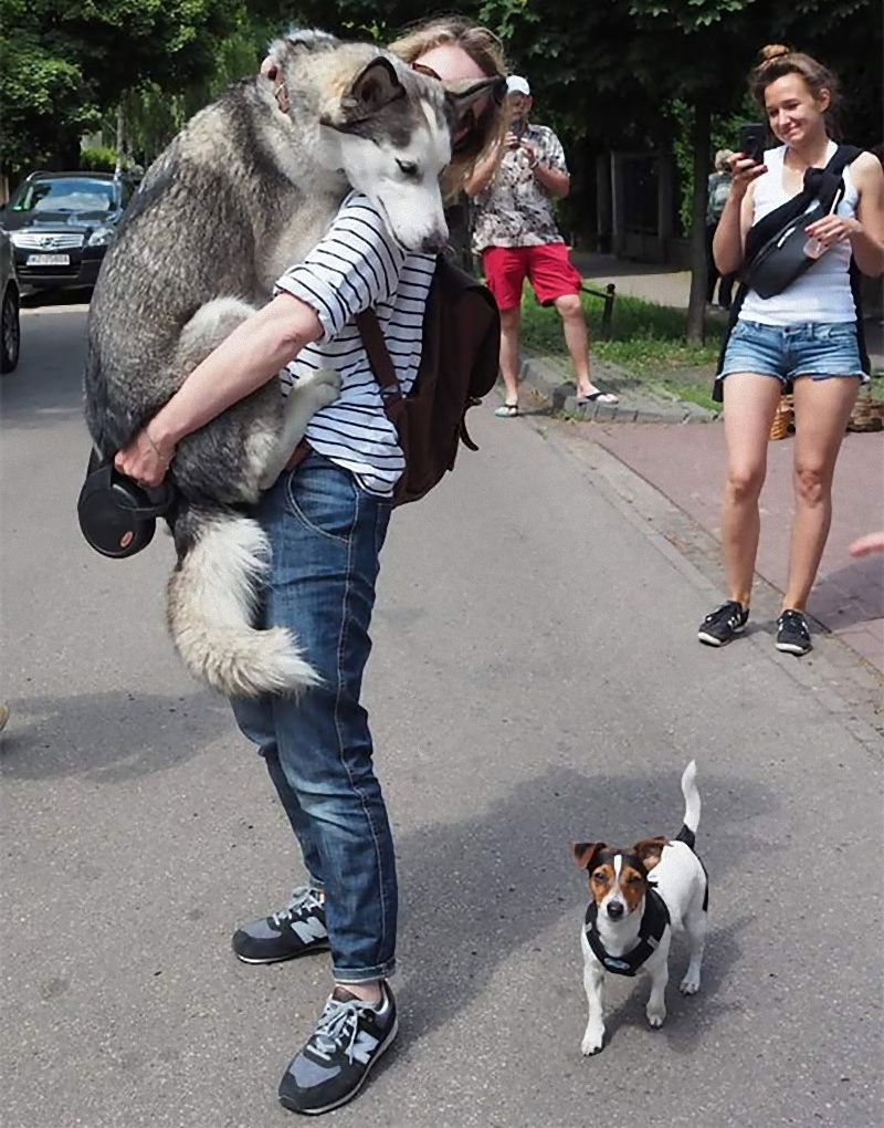 それに驚いちゃうの とびっきり怖がりな犬たちの写真いろいろ らばq