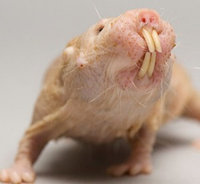 ɽ������04