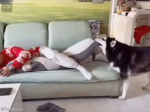 抱き枕に嫉妬する犬