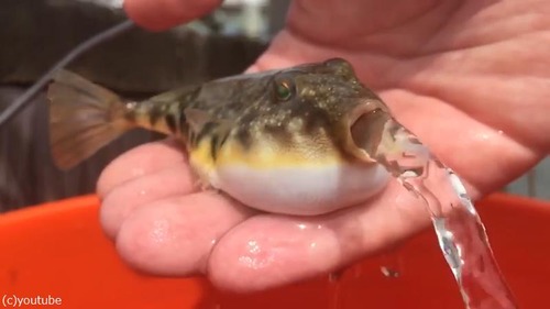 �ե������ܤ�Ǥ���ư�褬�����ˤʤ�04