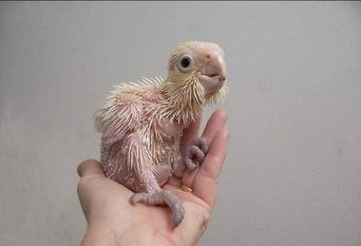 生まれたてのオウム13