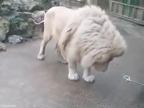 ����ܥ�̤򸫤��饤����Υꥢ�������04