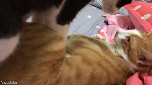 ǭ�ޥå�����������03