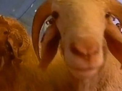 抱き合わせ羊00