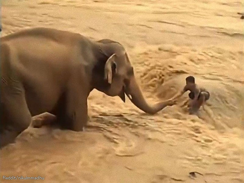 「その鼻につかまって！」インドの増水した川でゾウが男性を救出する