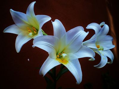百合00