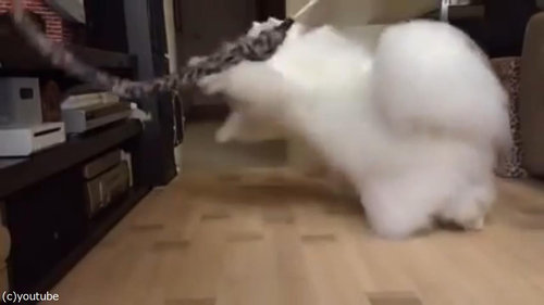 綿毛のような猫06