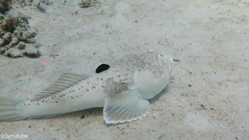スターゲイザー(魚)の擬態ってすごい04