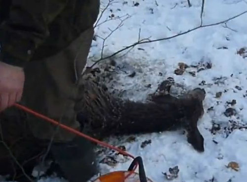 湖に落ちた鹿を救助04