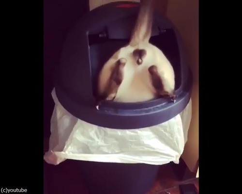 ����Ȣ�˥ϥޤäƽФ��ʤ��ʤä��ɥ��ûҤ���01