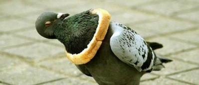 突っ込んでる動物09