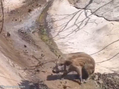 野生のイノシシ親子が川でウォータースライダーをしていた