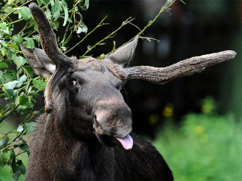 動物たちとのにらめっこ03