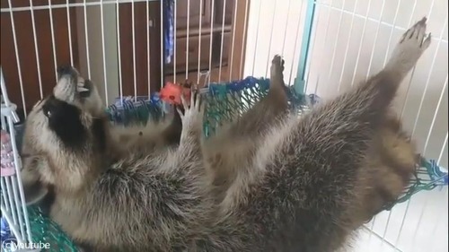 リラックスし過ぎなアライグマ02