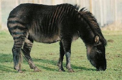 Zonkey