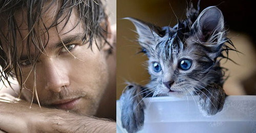 猫が人間の男よりも魅力的な理由12