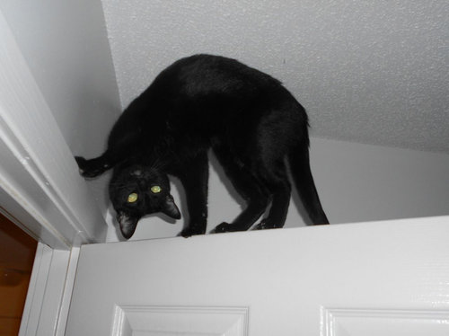 すごいポーズ09