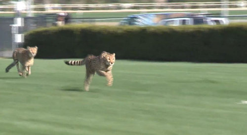 競馬場にチーター05