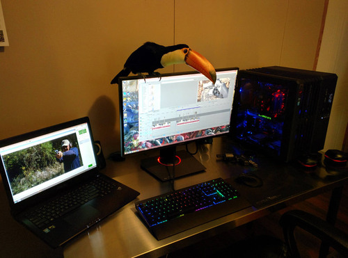 オオハシという珍妙な鳥08