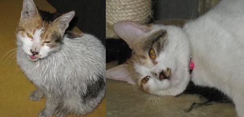 救助された犬や猫21