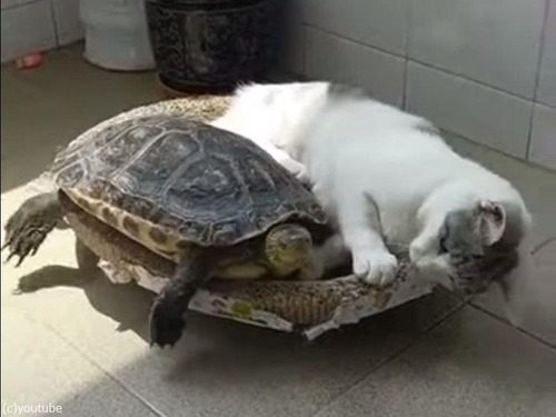 猫が亀にベッドを奪われそうになるも…実はとても仲良し（動画）