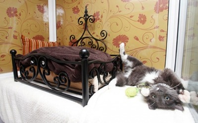 猫の高級ホテル02