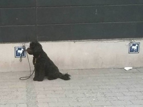 犬用のパーキング02