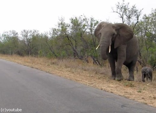 赤ちゃんゾウを守る母親ゾウ01