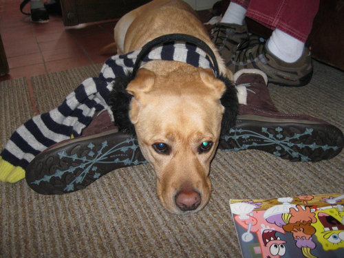 6歳の娘が犬をモデルにして写真10