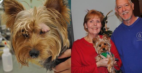 救助された犬や猫20