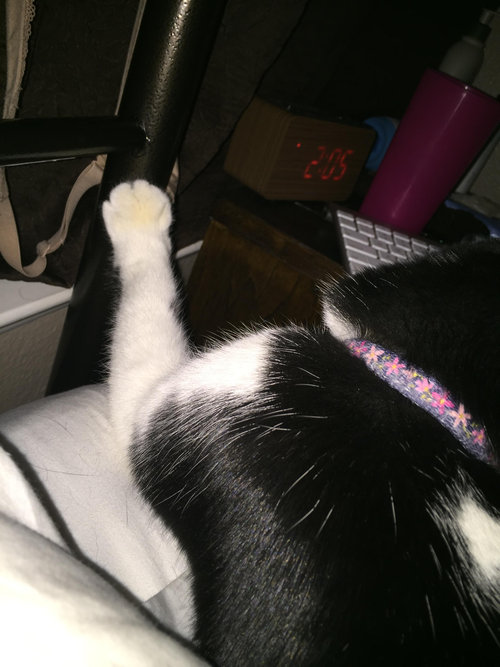 足をちょこんと置く猫02